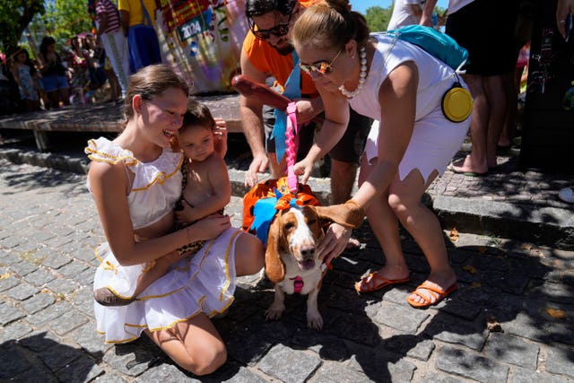 Brazil Carnival Dogs