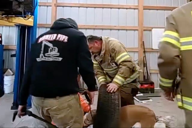 Dog Stuck in Tire