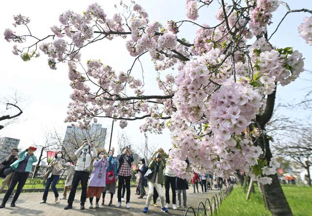 Crowds gather to see cherry blossoms at peak bloom in Tokyo | The Mail
