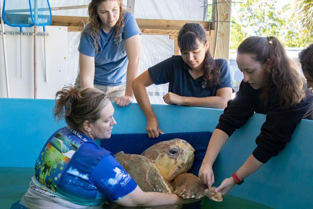 Bubba is given some TLC by zoo staff