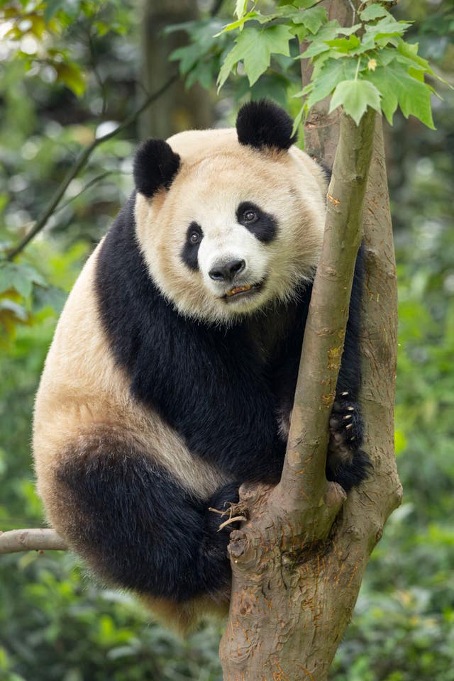 San Diego Zoo Pandas