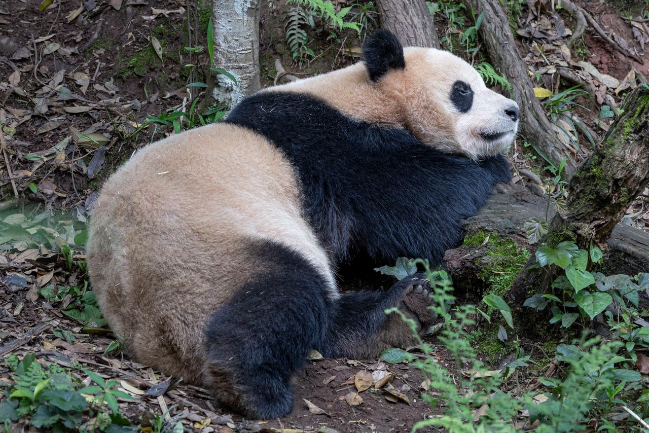 Pair of giant pandas set to travel from China to San Diego Zoo | The Argus