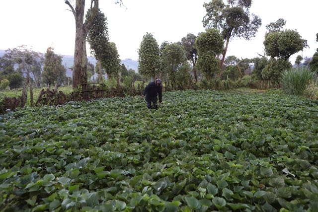 Kenya Flooding and Farming