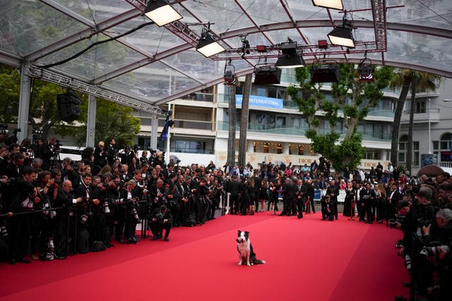 Messi the dog poses for photographers upon arrival at the awards ceremony and the premiere of the film The Second Act during the 77th international film festival, Cannes, southern France