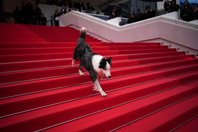 Messi the dog poses for photographers upon arrival at the awards ceremony and the premiere of the film The Second Act during the 77th international film festival, Cannes, southern France 