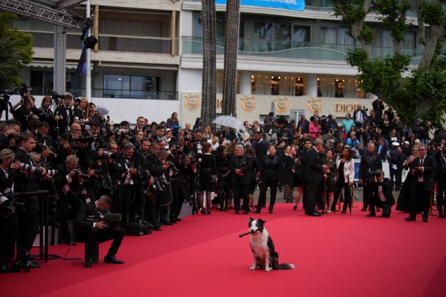 Messi the dog poses for photographers upon arrival at the awards ceremony and the premiere of the film The Second Act during the 77th international film festival, Cannes, southern France 