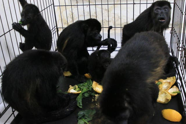 Howler monkeys sit in a cage at a veterinarian clinic after they were rescued amid extremely high temperatures in Tecolutilla, Tabasco state, Mexico 