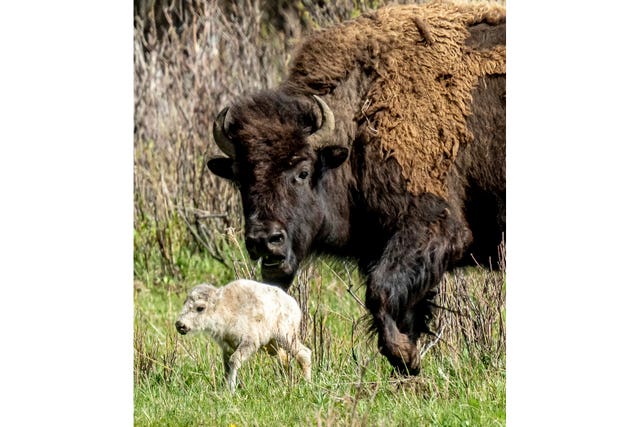 A rare white buffalo calf, reportedly born in Yellowstone National Park’s Lamar Valley
