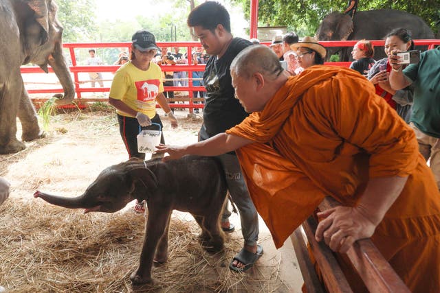 Buddhist monks in Thailand bless twin baby elephants