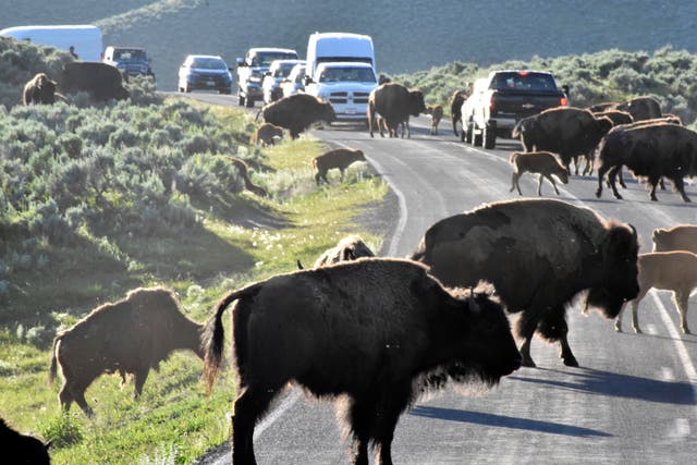 Bison crossing a road in Yellowstone National Park in the US