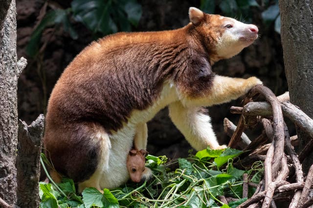 Tree Kangaroo Bronx Zoo