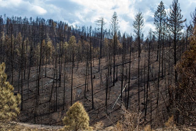 Dozens of scorched trees