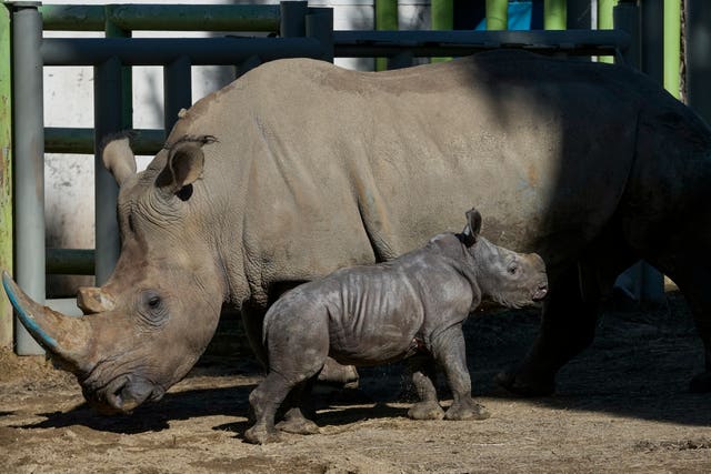 Baby rhino and its mother
