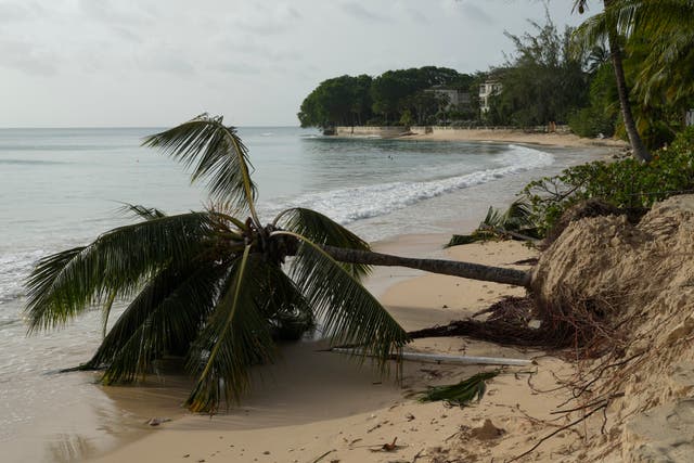 A palm tree uprooted on a beach