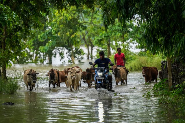 Flood affected villagers and their cattle make their way through flood waters in Sildubi village in Morigaon district in the northeastern state of Assam, India 