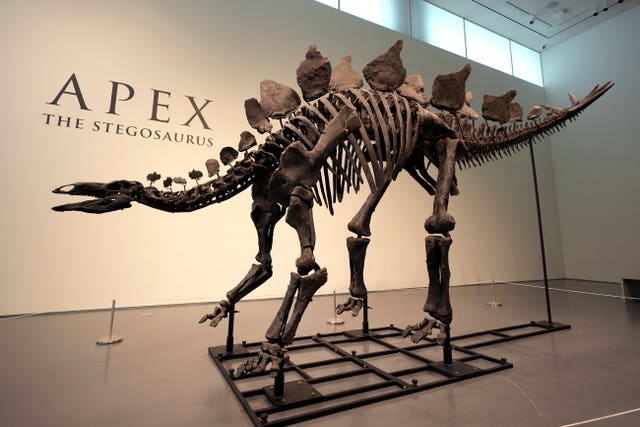 Sotheby’s Stegosaurus Dinosaur