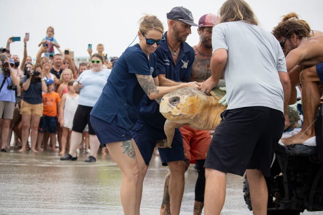 Bubba is hauled down to the beach