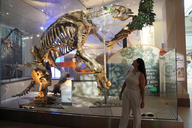 Palaeontologist Thais Pansani stands in front the reconstructed skeleton of a giant ground sloth