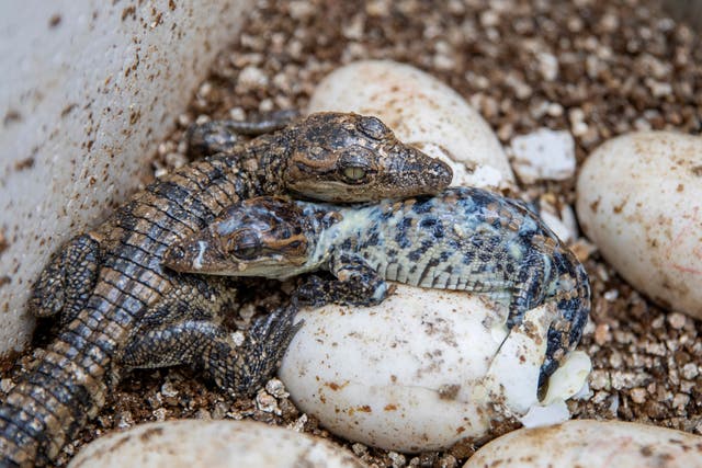 A pair of pure-bred Siamese crocodile hatchlings rest