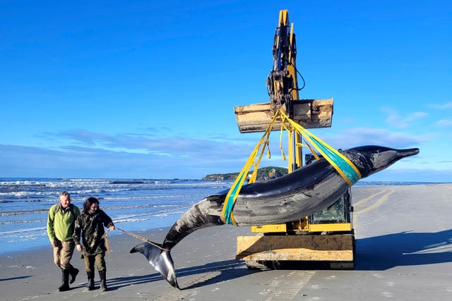 A crane lifts the whale