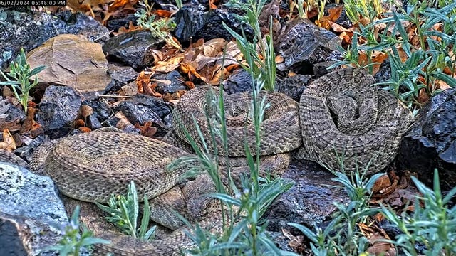 Loads of rattlesnakes