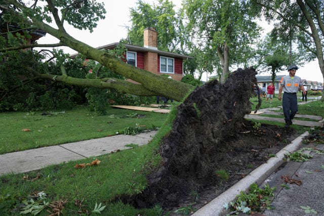 The roots of a large tree are seen on a lawn in Norridge, Illinois