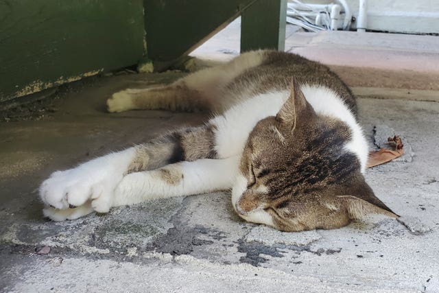 A polydactyl cat lying asleep on a concrete floor at the Hemingway Home &amp; Museum in Key West