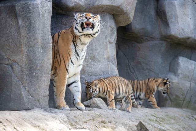 Two tiger cubs with an adult tiger on a rock