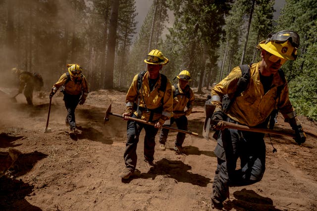 A group of firefighters on a dirt track in a forest