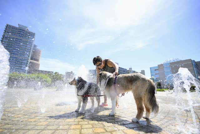 A man cools down dogs at a fountain in Hamamatsu, Shizuoka prefecture, central Japan