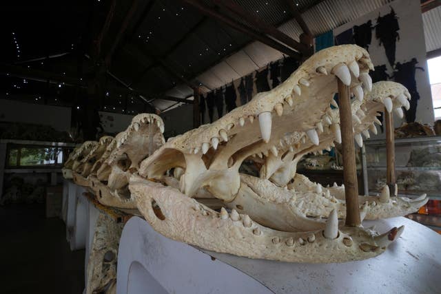 Crocodile skulls