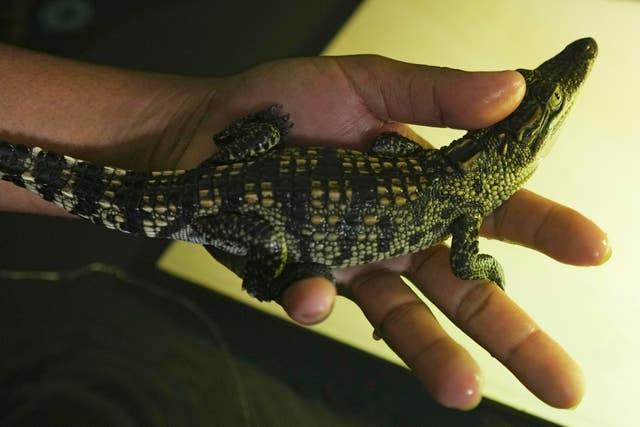 A zoo member holds a Siamese crocodile in the hatchling nursery