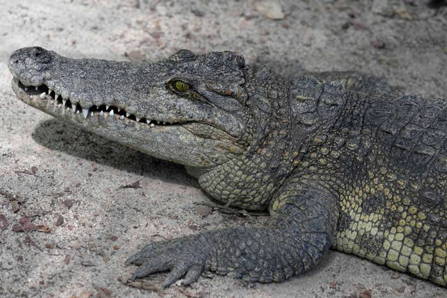 Siamese crocodile