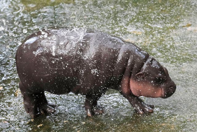 Thailand Pygmy Hippo