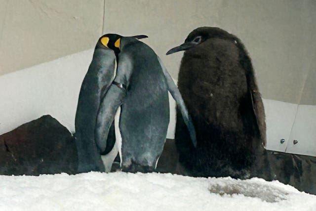 Pesto with other penguins