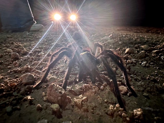 Car headlights shine on a male tarantula