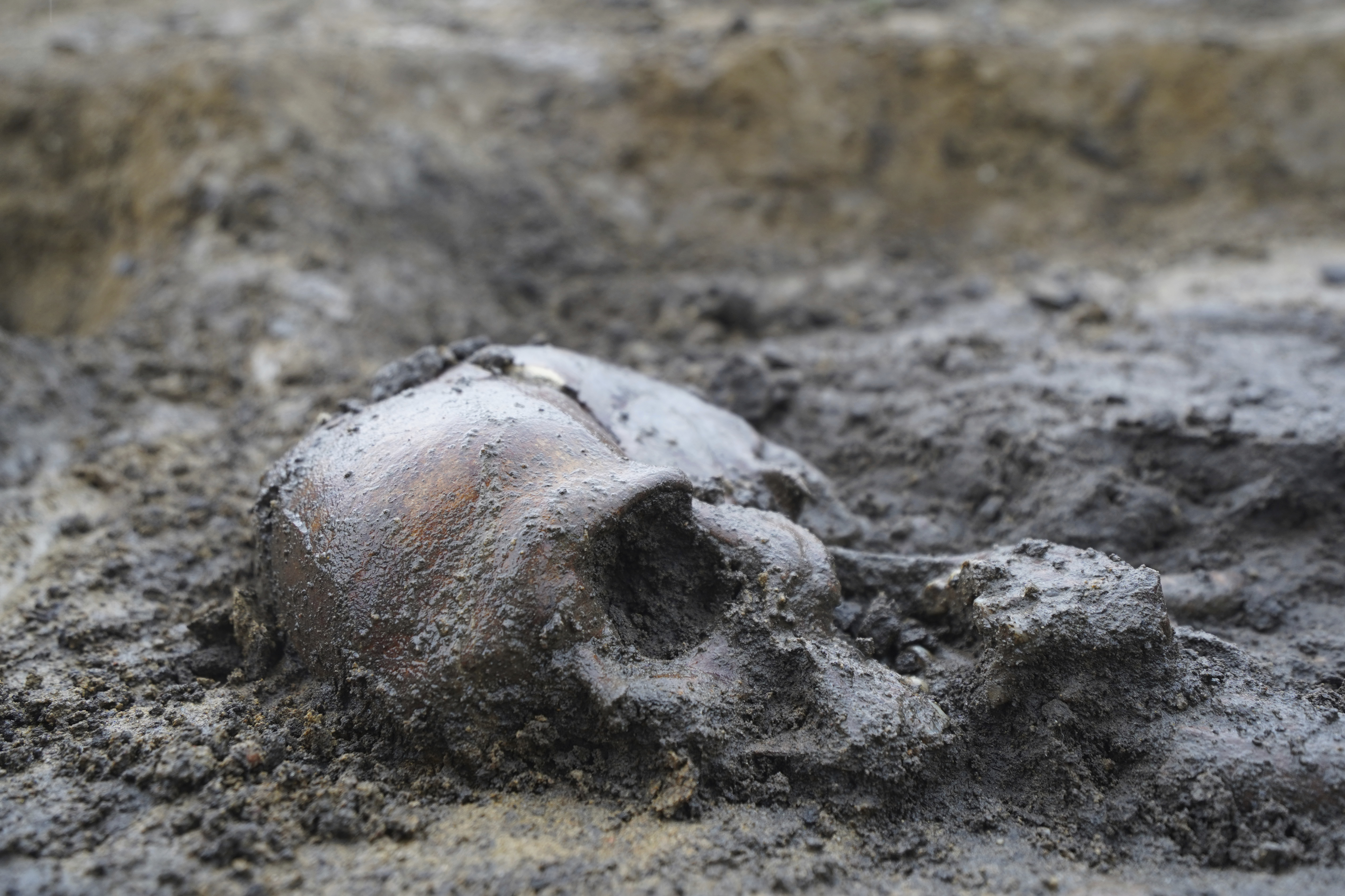 50 Viking Age Skeletons Discovered In Denmark | Wirral Globe