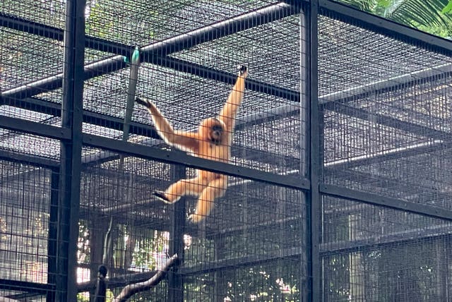 Hong Kong Monkey Deaths