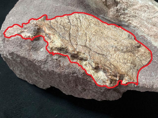 Hong Kong Dinosaur Fossil