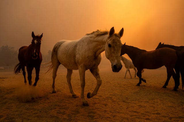 California Winds Wildfires