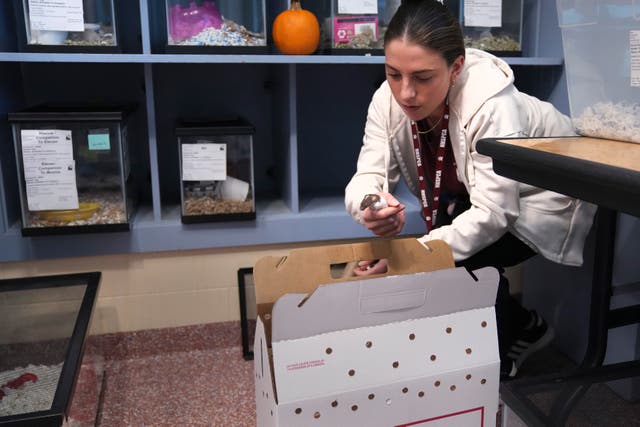 A handler checks the mice