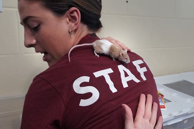 A mouse on a handler's shoulders