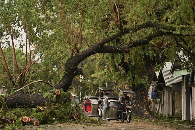 Motorists pass by toppled trees caused by strong winds from Typhoon Man-yi along a street in the municipality of Baler, Aurora province, northeastern Philippines