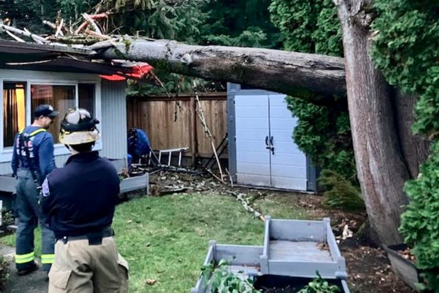 A tree after falling on a home in Issaquah, Washington state