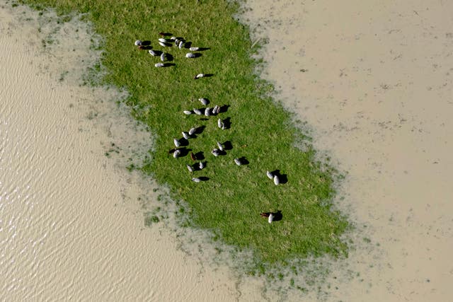 Livestock graze on a patch of field not flooded by the swollen Eel River in Ferndale, California