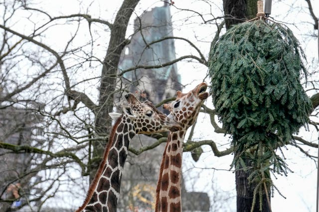 Germany Zoo