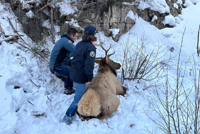 The elk is rescued