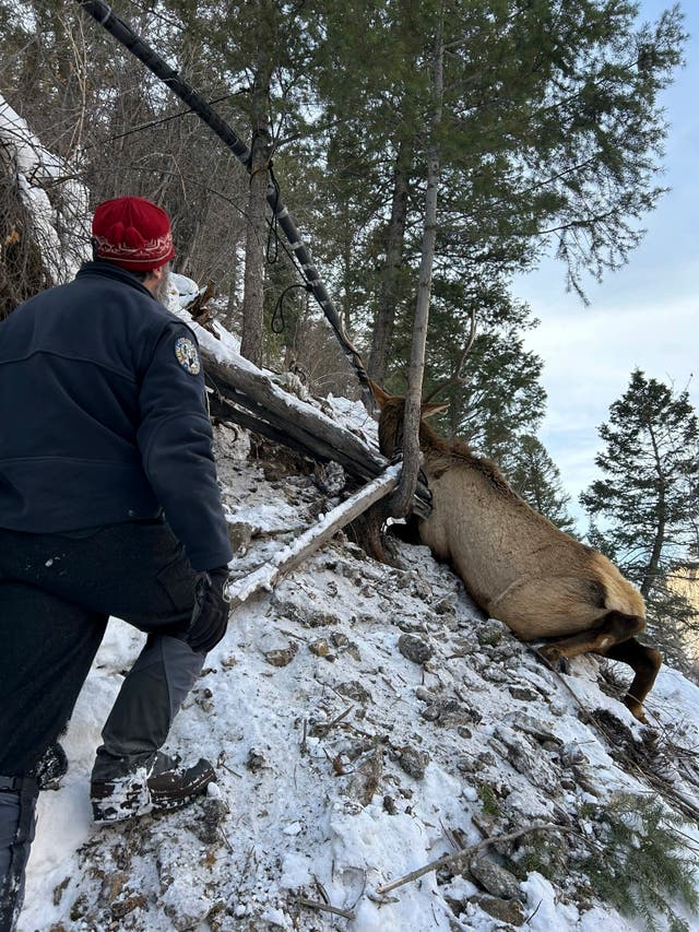 Elk is rescued