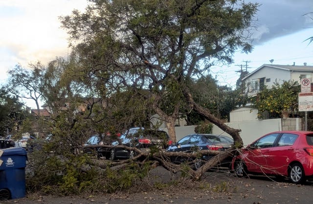 A fallen tree blocking a street