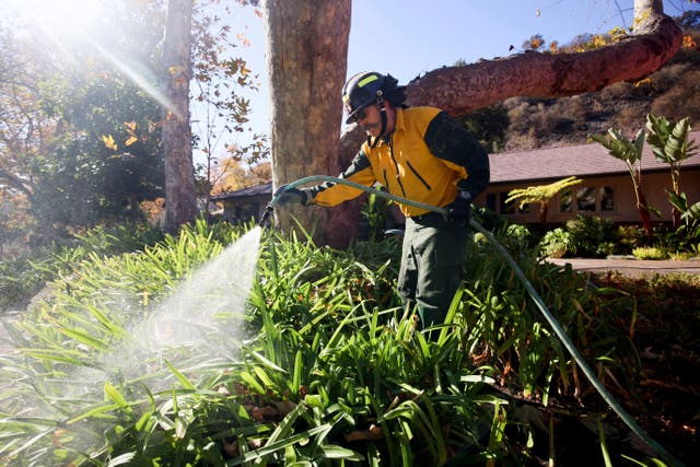 A firefighter hoses vegetation around a property while protecting structures from the Palisades Fire in Mandeville Canyon in Los Angeles